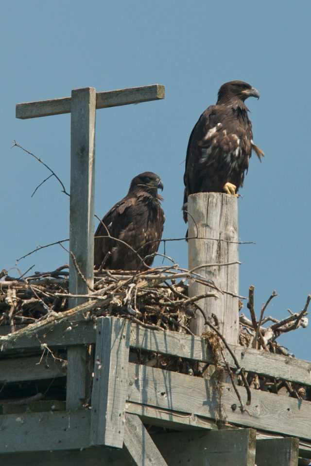 Squatter Eaglets on Osprey Platform