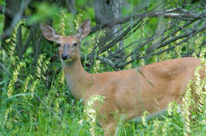 Hi Deer!