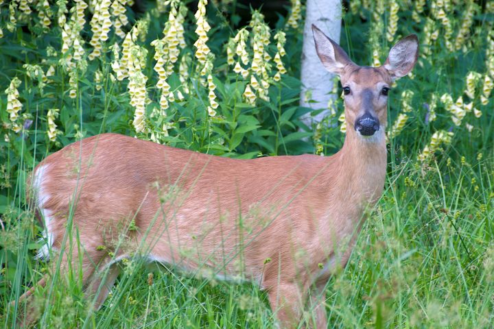 Hi Deer!