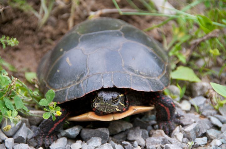 Roadside Turtle