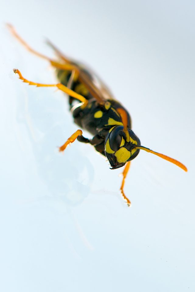 Wasp On Glass Up Close