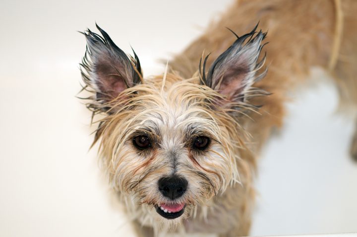 GremlinDog