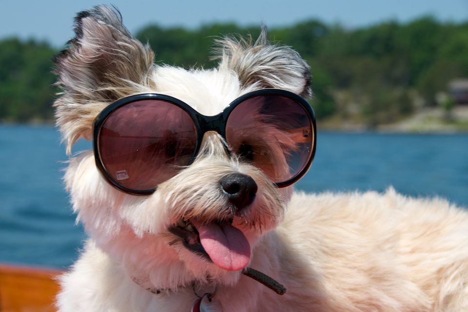Obligatory Sunglasses on Dog Photo