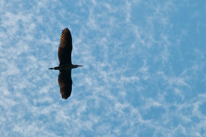 Overhead Heron