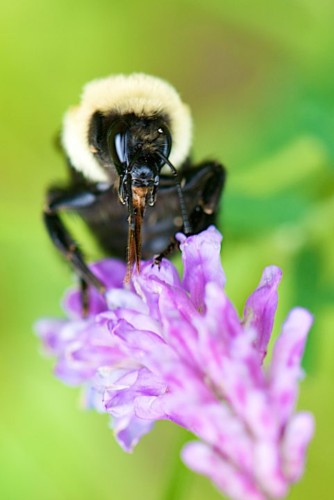 Bee Doin His Thing