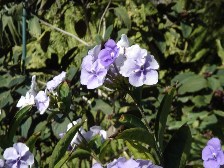 DSC00581