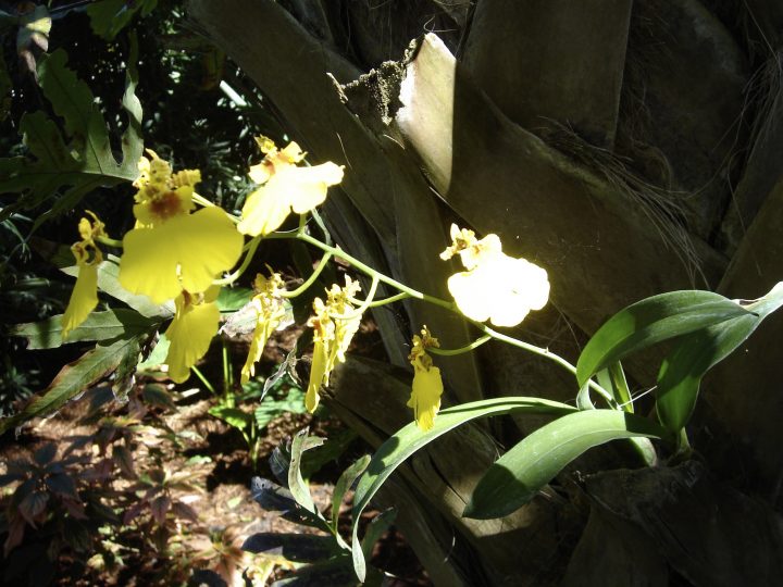 DSC00592