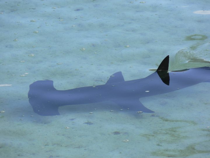 Shark