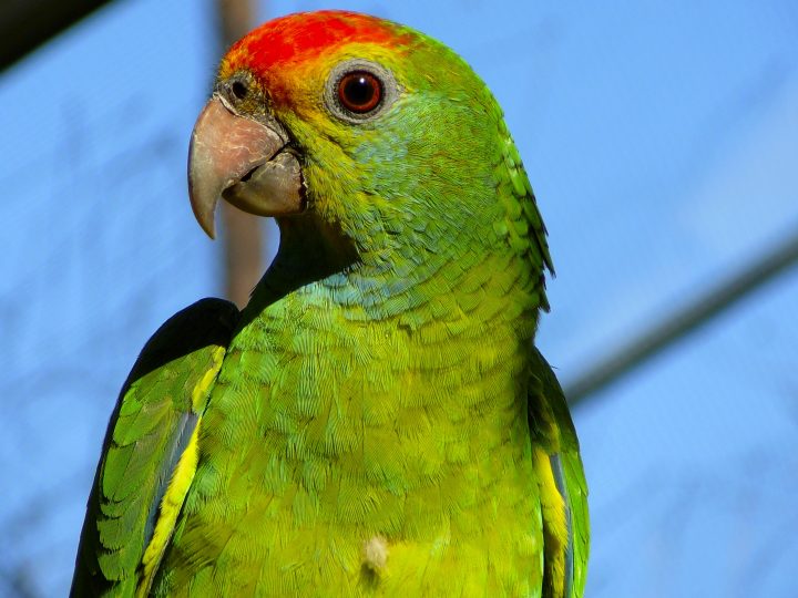 Parrot Closeup