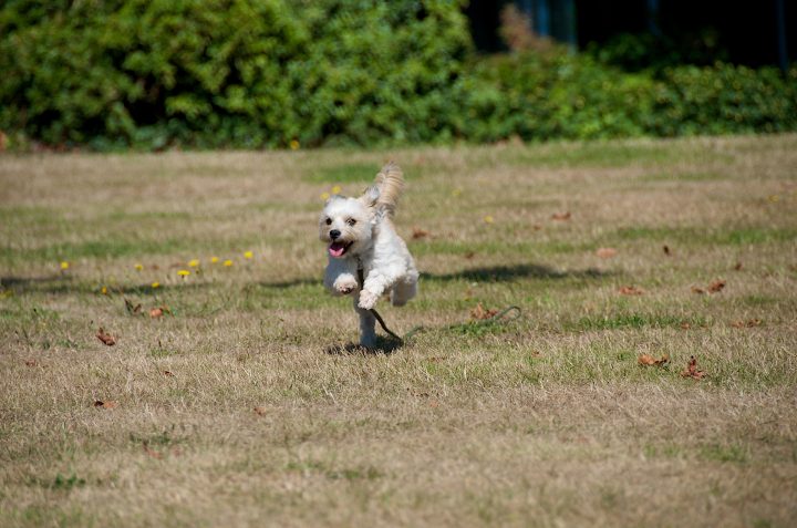 Pepper Running