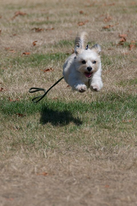 Pepper Running at Full Speed