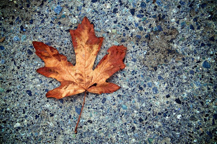 Maple Leage Fall is Here