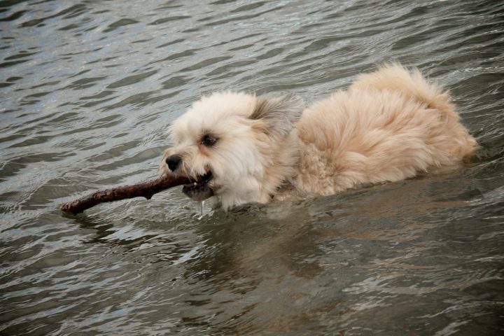 Pepper Fetch