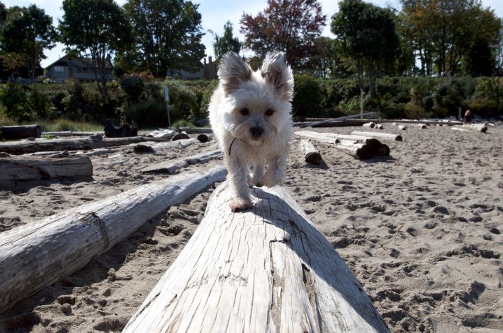 Pepper Walking on Log