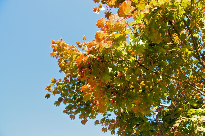 Red and Green Leaves
