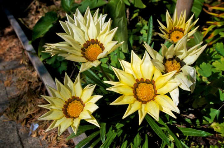 Yellow Flowers