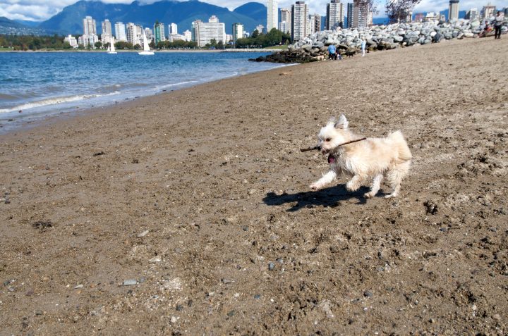 Pepper at the Dog Beach Playing with a Stick