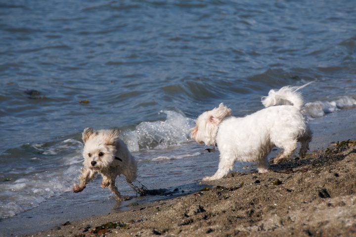 Pepper Running