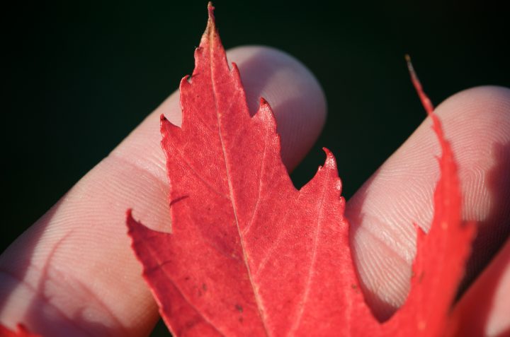 Red Maple Leaf