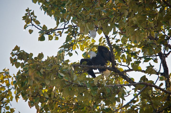Bald Eagle Taking Off