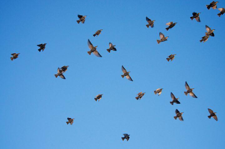 flock of birds