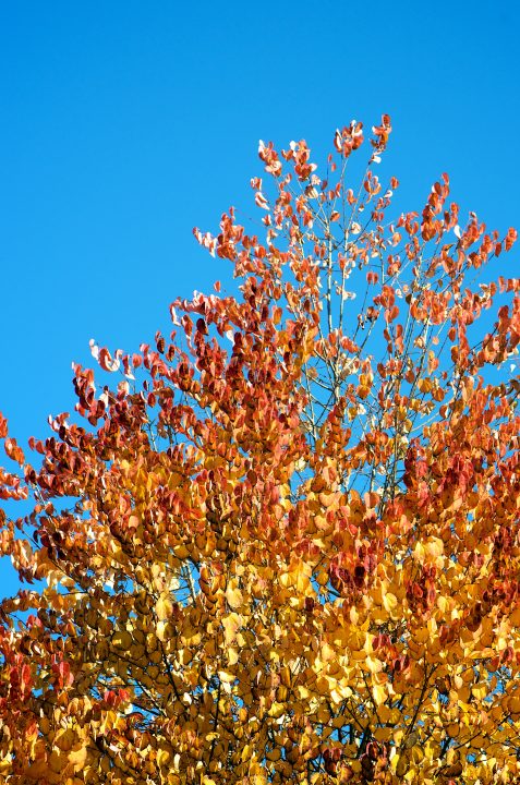 Red Leaves Blue Sky