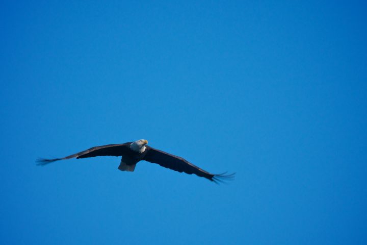 Bald Eagle