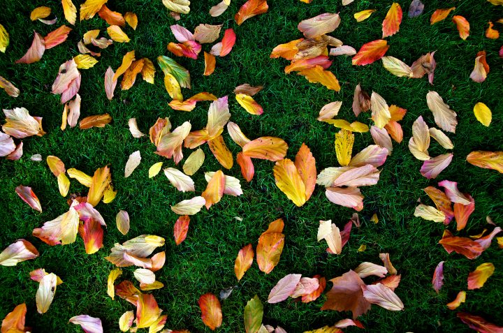 Leaves