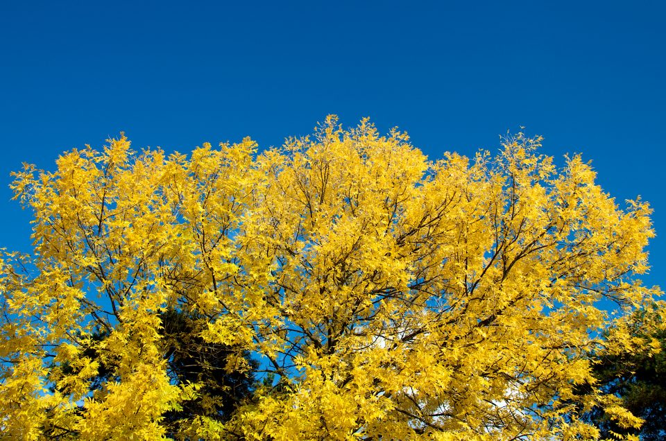 Yellow Leaves Blue Sky