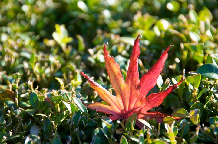 Red Leaf
