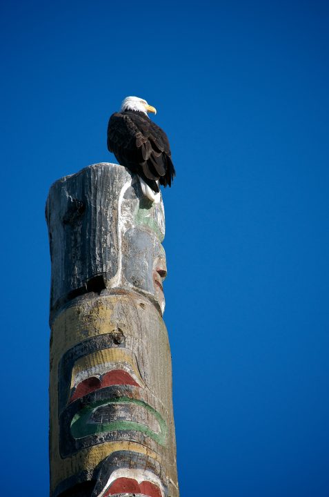 Bald Eagle on Totem Pole