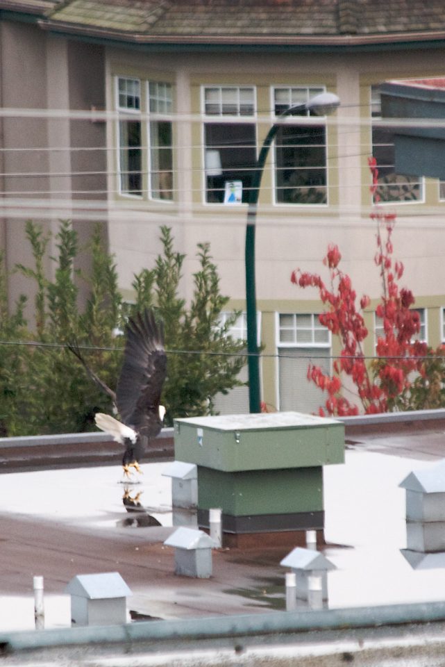 Rooftop Bald Eagle