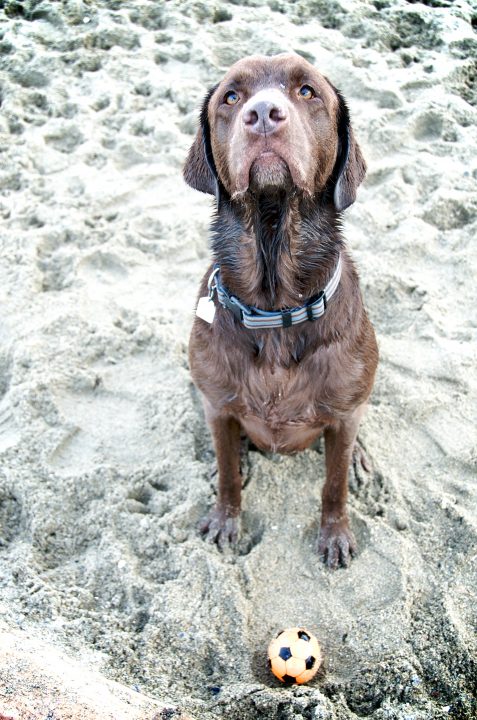 Cooper