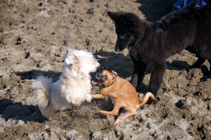Psycho Dog