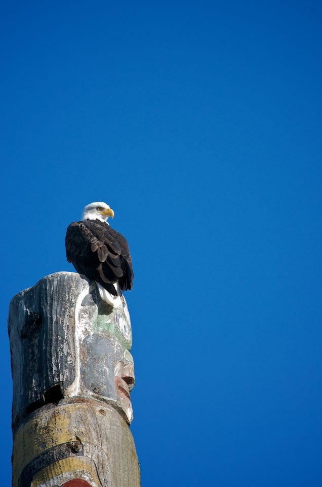 Bald Eagle on Totem Pole
