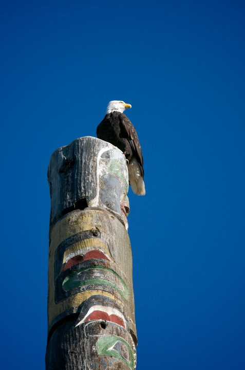 Bald Eagle on Totem Pole