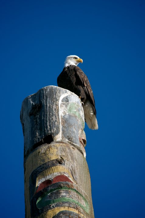 Bald Eagle on Totem Pole