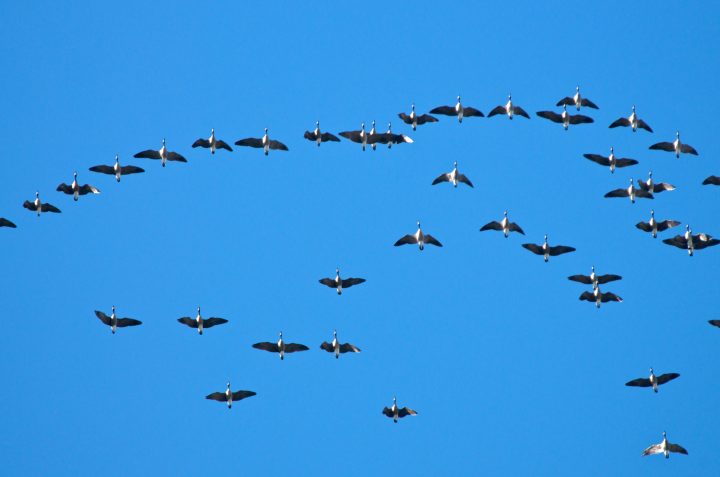 Geese