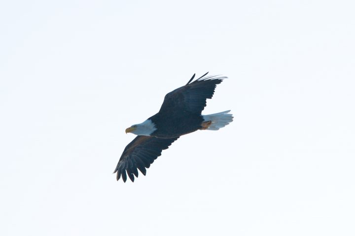 Bald Eagle Mid Flight