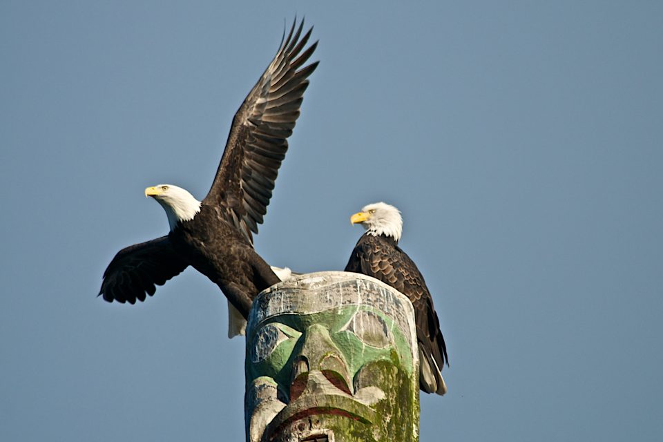 Bald Eagle Taking Off From Totem Pole