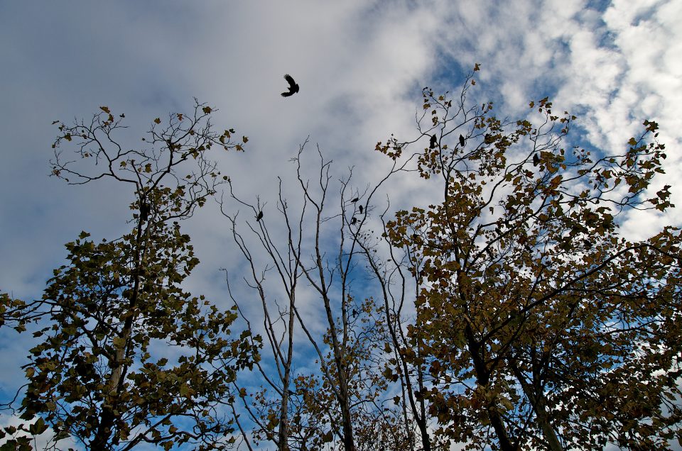 Crow and Trees