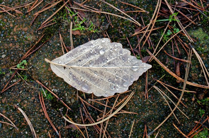 Leaf