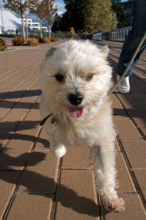 Pepper