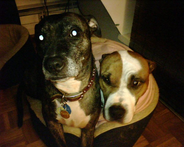 Two doggies one bed
