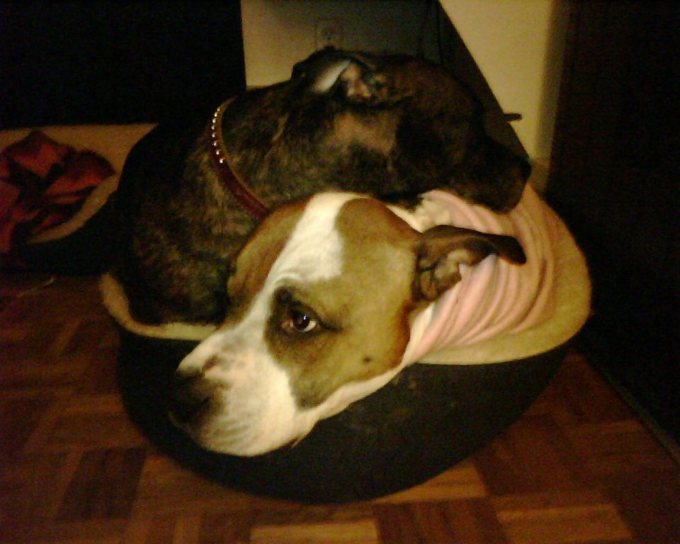 Two doggies one bed