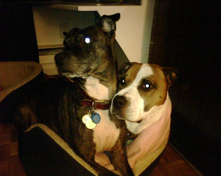 Two doggies one bed