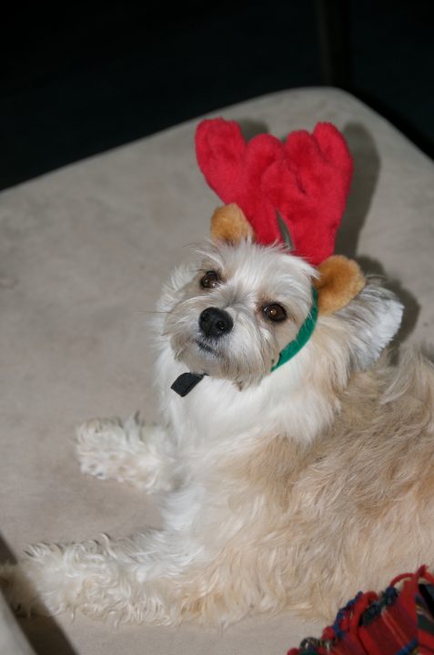 Pepper with Antlers