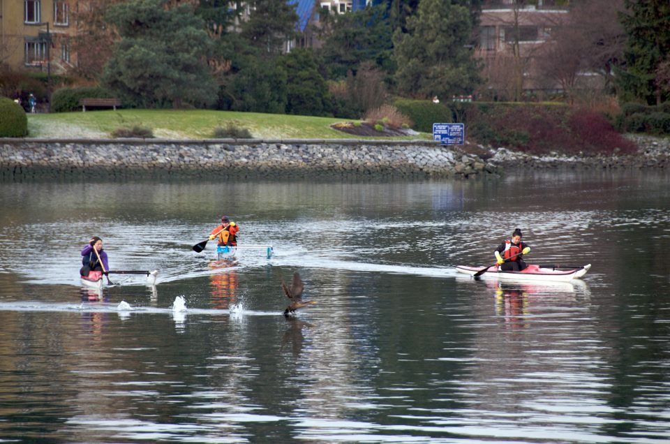 Kayakers and Cormorant