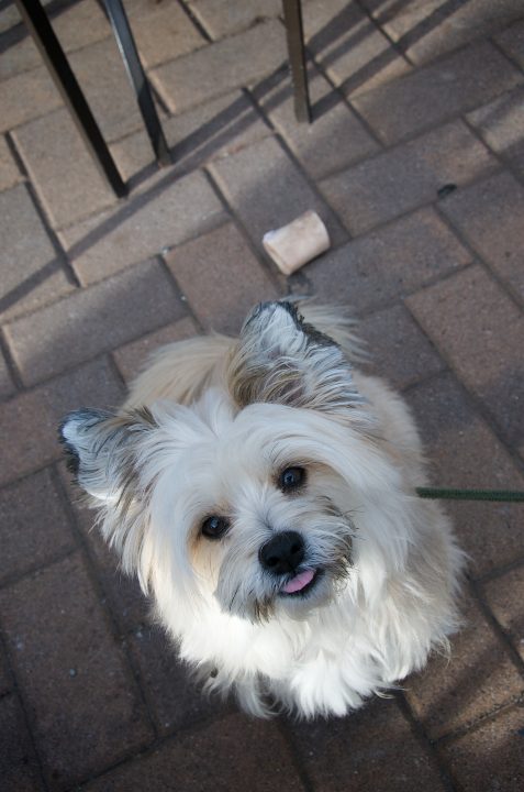 What a Cute Dog!