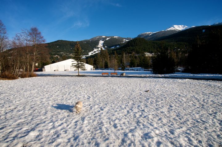 Dog Park